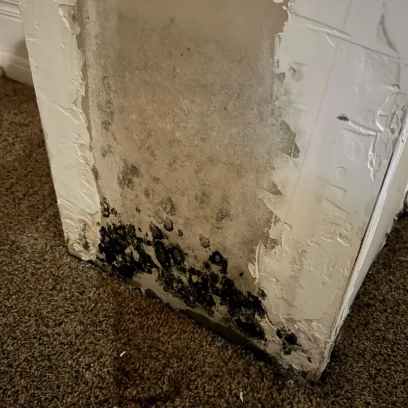 Professional Mold Removal in Mahoning County, OH